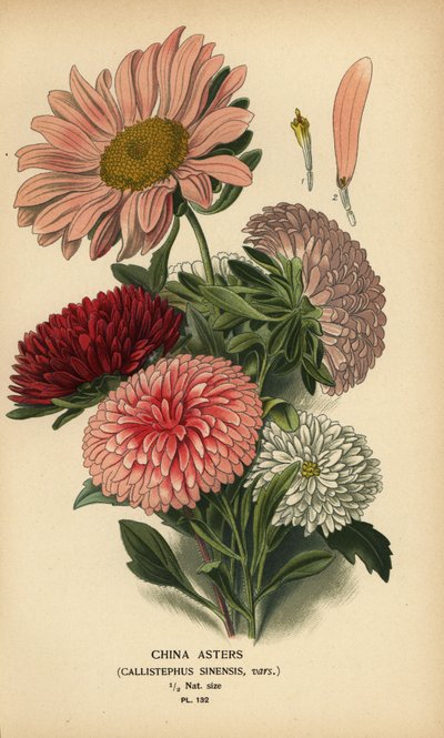 Varietà di Callistephus x sinensis da Désiré Georges Jean Marie Bois