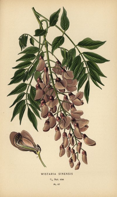 Glicine cinese, Wisteria sinensis da Désiré Georges Jean Marie Bois