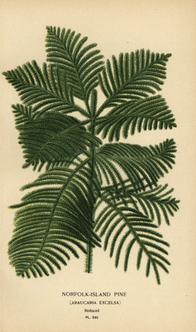 Pino di Cook, Araucaria columnaris. (Pino dell