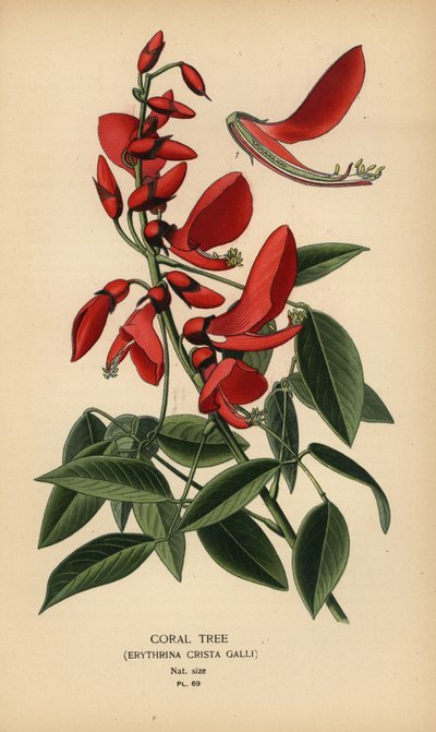 Albero di corallo, Erythrina crista-galli da Désiré Georges Jean Marie Bois