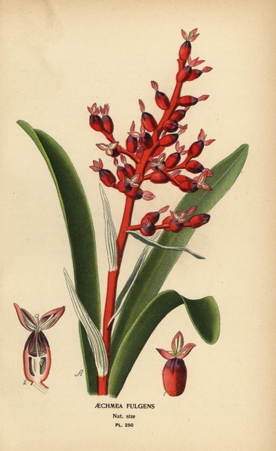 Bacca di corallo, Aechmea fulgens da Désiré Georges Jean Marie Bois