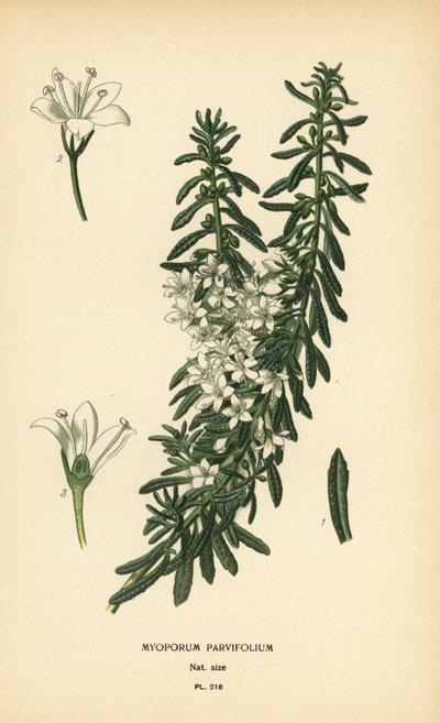 Boobialla strisciante, Myoporum parvifolium. Cromolitografia da un