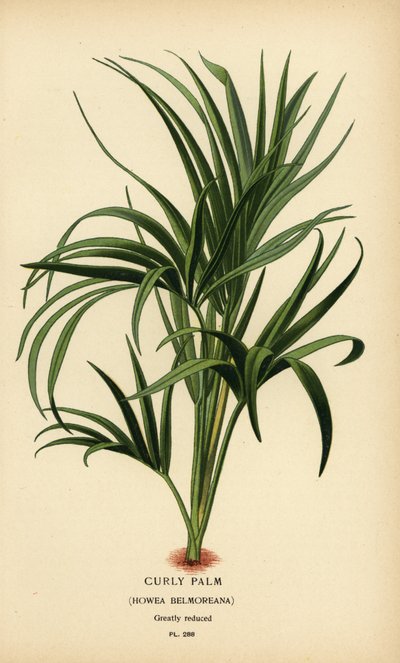 Palma riccia, Howea belmoreana. Vulnerabile. Cromolitografia da un