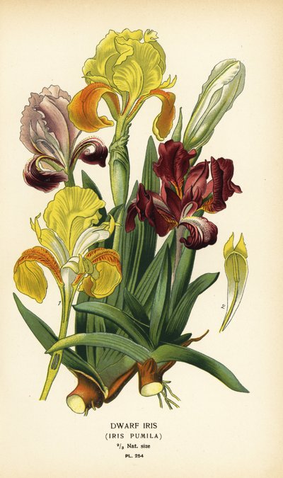 Iris nano, Iris pumila da Désiré Georges Jean Marie Bois