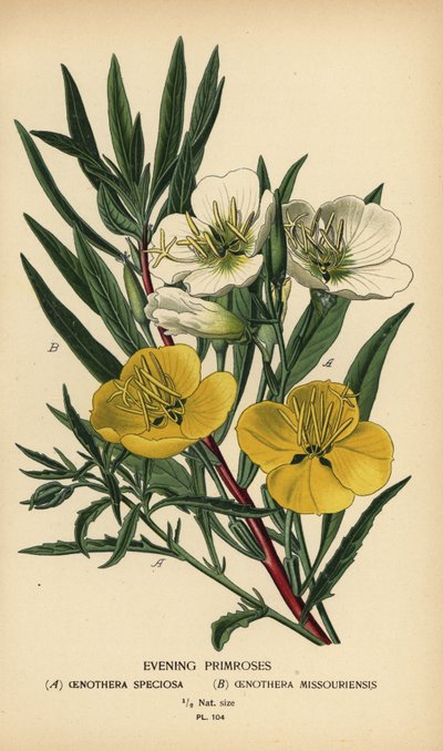 Enotere da Désiré Georges Jean Marie Bois