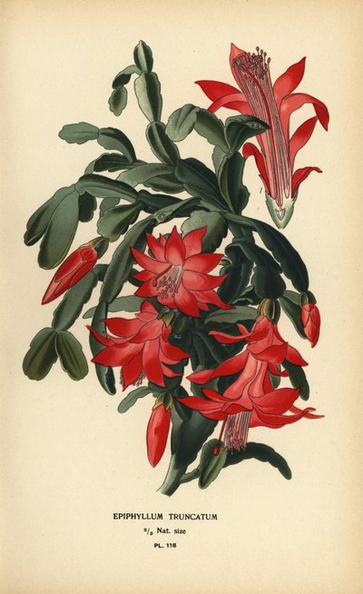 Cactus di Natale falso, Schlumbergera truncata da Désiré Georges Jean Marie Bois