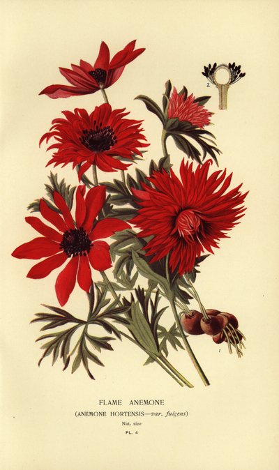 Anemone hortensis da Désiré Georges Jean Marie Bois