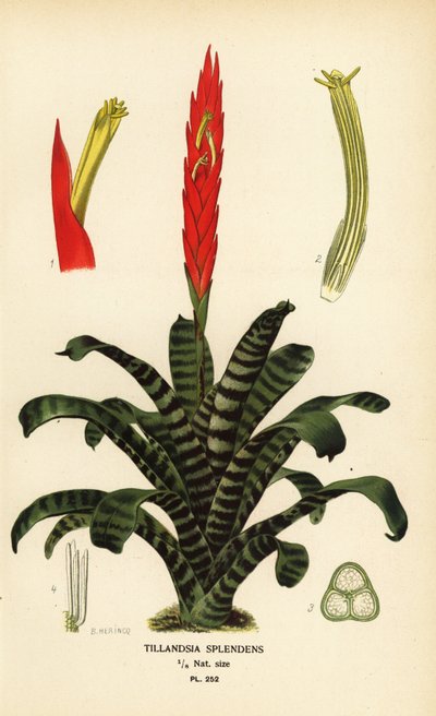 Spada fiammeggiante, Vriesea splendens (Tillandsia splendens). Cromolitografia da un
