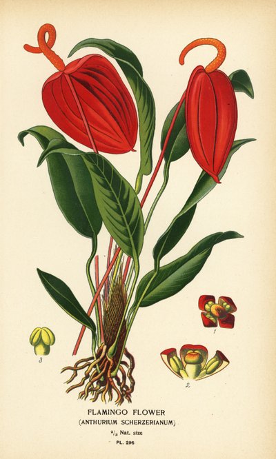 Fiore di fenicottero, Anthurium scherzerianum. Cromolitografia da un