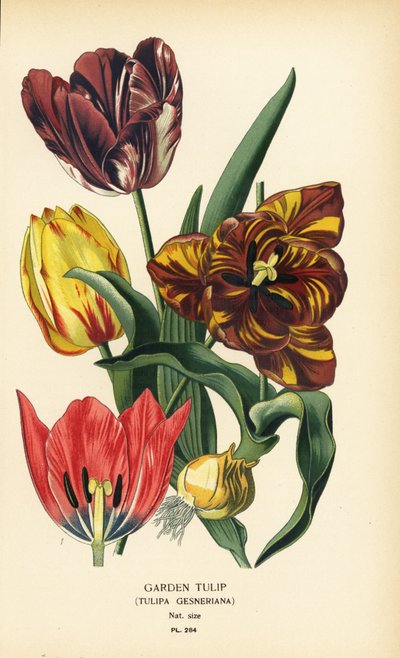 Tulipano da giardino, Tulipa gesneriana. Cromolitografia da un