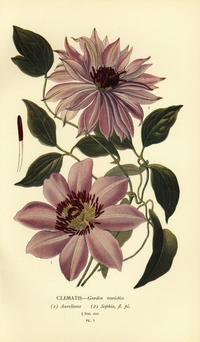 Varietà di clematidi da giardino da Désiré Georges Jean Marie Bois