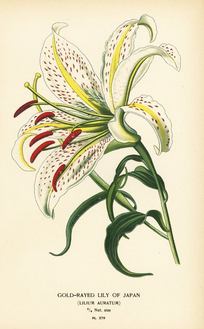 Lilium auratum. Cromolitografia da un