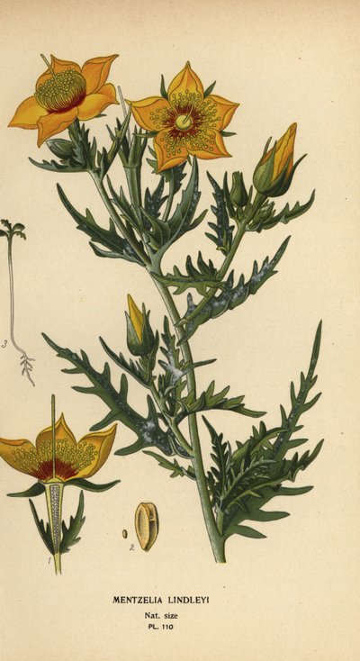 Bartonia dorata o stella fiammeggiante di Lindley, Mentzelia lindleyi da Désiré Georges Jean Marie Bois