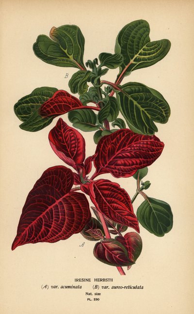 Varietà di Iresine herbstii, a) var. acuminata, b) var. aureo-reticulata da Désiré Georges Jean Marie Bois