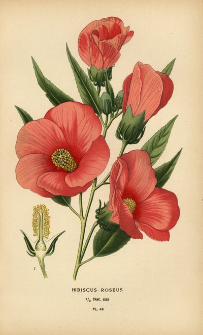 Ibisco rosa da Désiré Georges Jean Marie Bois