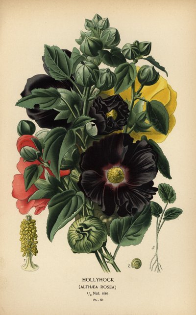Alcea rosea da Désiré Georges Jean Marie Bois