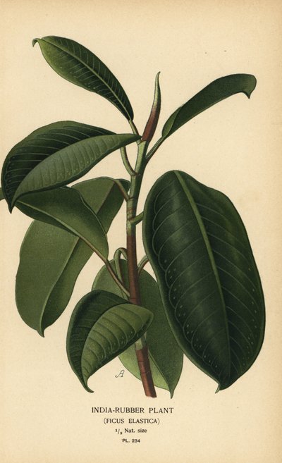 Pianta della gomma, Ficus elastica. Cromolitografia da un