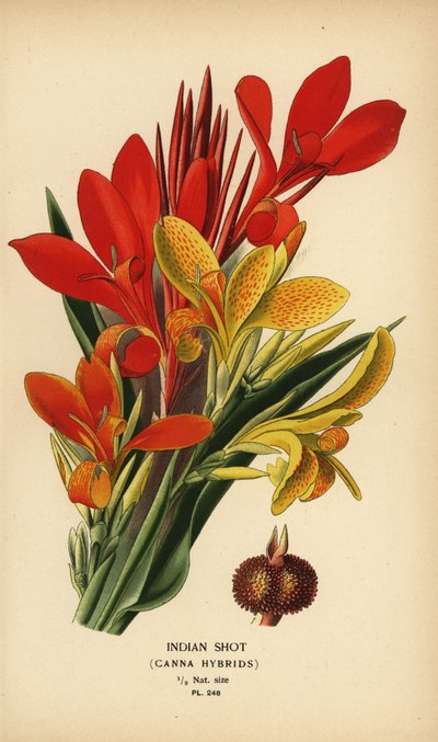 Canna indica ibridi da Désiré Georges Jean Marie Bois