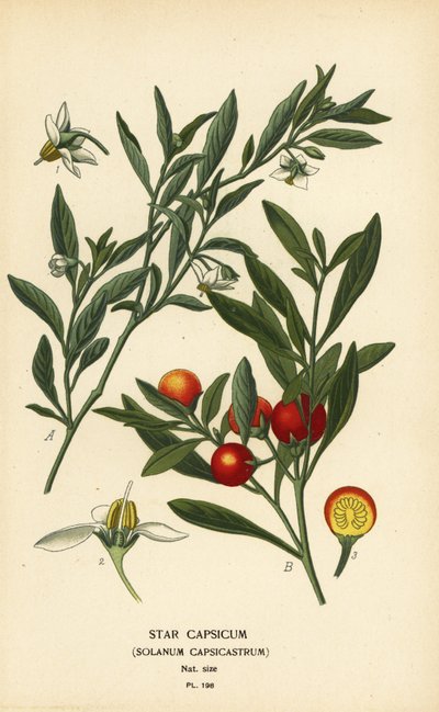 Ciliegia di Gerusalemme, Solanum pseudocapsicum var. diflorum da Désiré Georges Jean Marie Bois