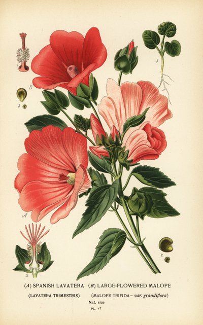 Lavatera trimestris e Malope trifida da Désiré Georges Jean Marie Bois