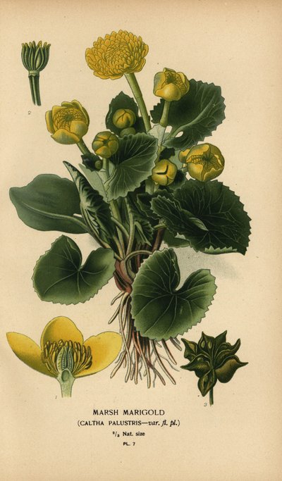 Calta palustre, Caltha palustris da Désiré Georges Jean Marie Bois