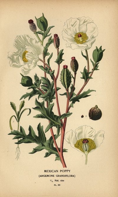 Papavero messicano, Argemone grandiflora da Désiré Georges Jean Marie Bois