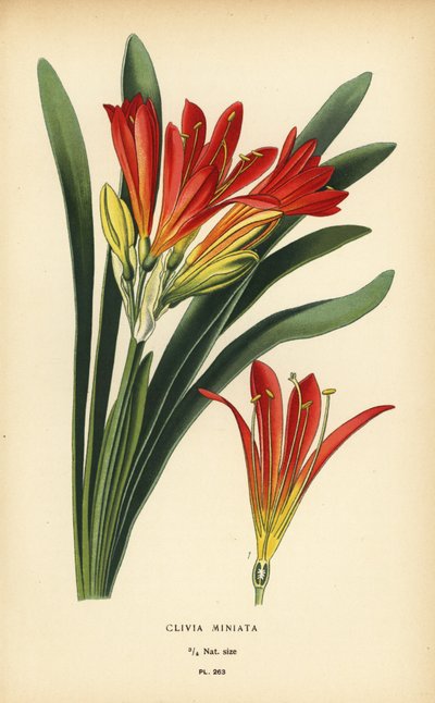 Clivia miniata. Cromolitografia da un