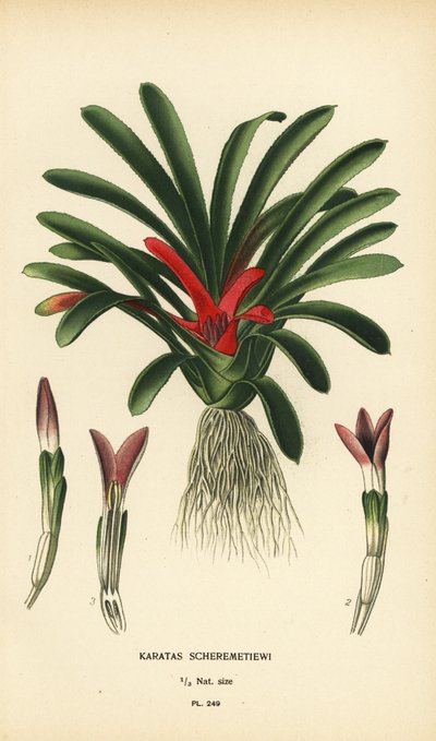 Nidularium scheremetiewii da Désiré Georges Jean Marie Bois