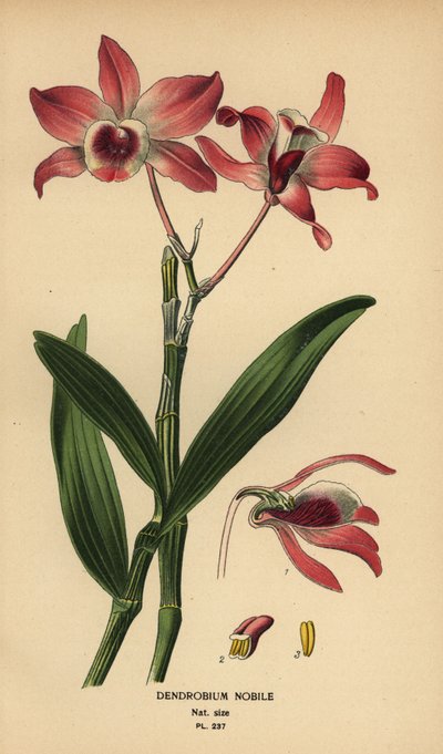 Orchidea Dendrobium nobile. Cromolitografia da un