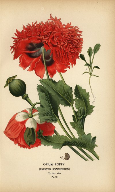 Papavero da oppio, Papaver somniferum da Désiré Georges Jean Marie Bois