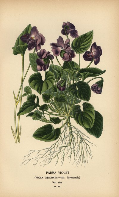 Viola di Parma, Viola odorata da Désiré Georges Jean Marie Bois