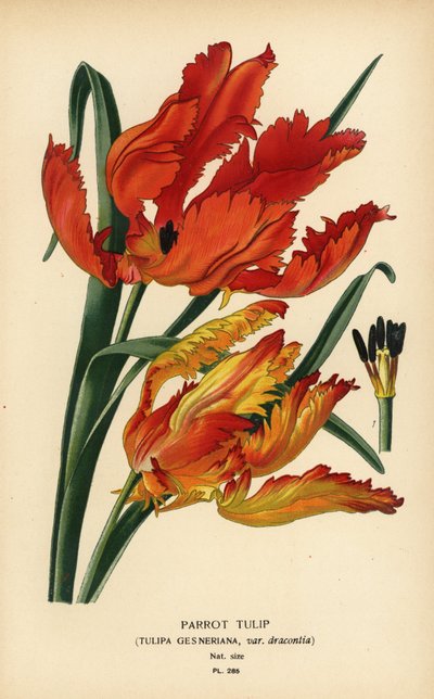 Tulipano pappagallo, Tulipa gesneriana var. dracontia da Désiré Georges Jean Marie Bois