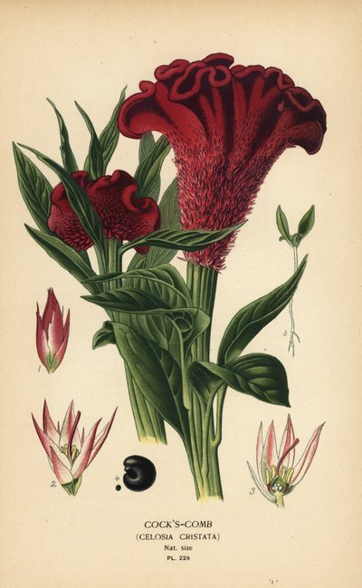 Celosia argentea (Celosia cristata). Cromolitografia da un