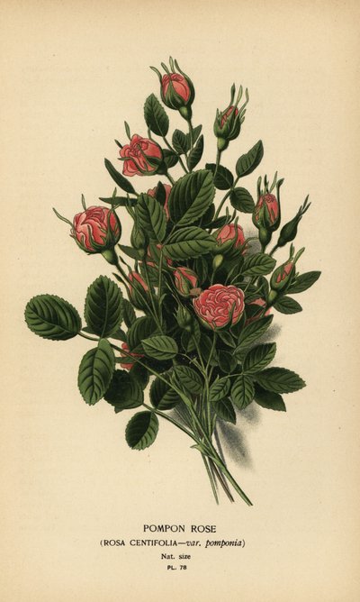 Rosa pompon, Rosa centifolia var. pomponia da Désiré Georges Jean Marie Bois