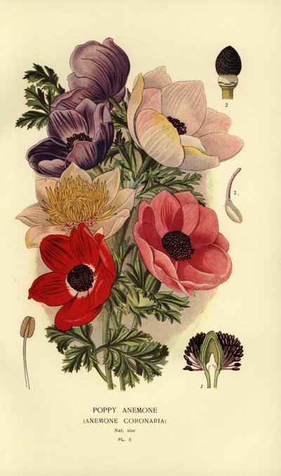 Anemone coronaria da Désiré Georges Jean Marie Bois