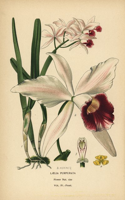 Cattleya purpurata (Laelia purpurata). Cromolitografia da un