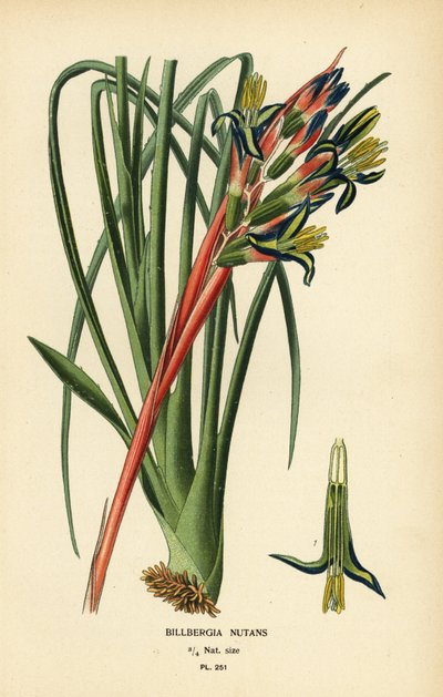 Billbergia nutans. Cromolitografia da un