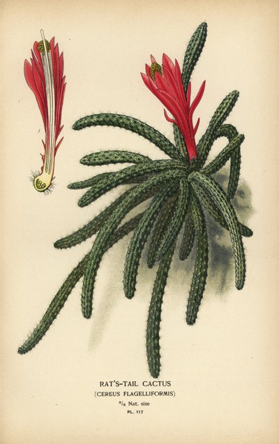 Disocactus flagelliformis da Désiré Georges Jean Marie Bois