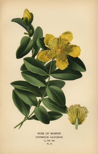 Iperico calicino da Désiré Georges Jean Marie Bois