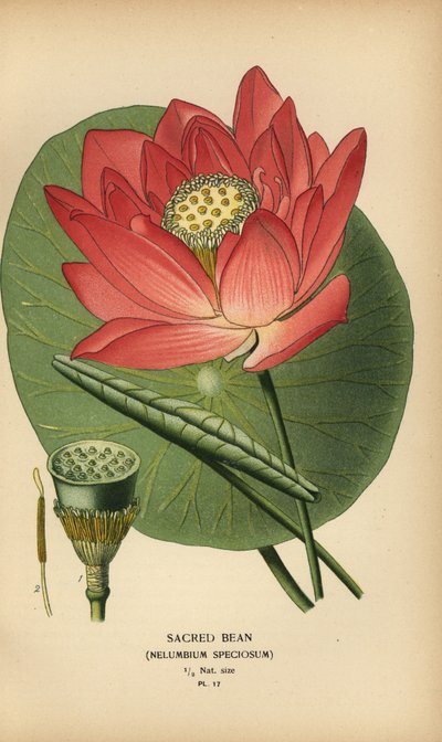 Nelumbo nucifera da Désiré Georges Jean Marie Bois