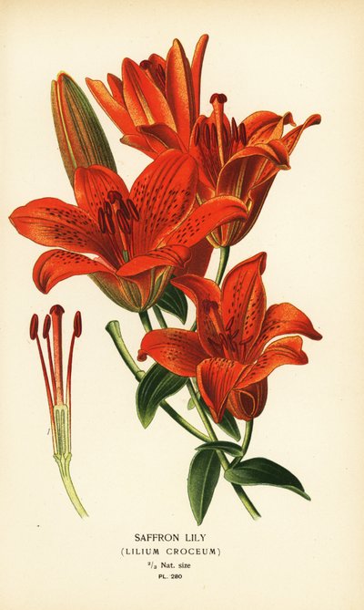 Giglio zafferano, Lilium croceum da Désiré Georges Jean Marie Bois