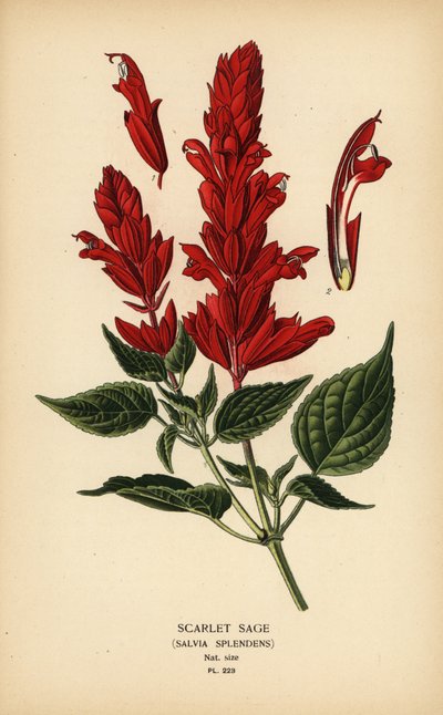 Salvia scarlatta, Salvia splendens. Cromolitografia da un