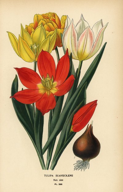 Tulipano di Schrenck, Tulipa suaveolens o Tulipa schrenkii da Désiré Georges Jean Marie Bois