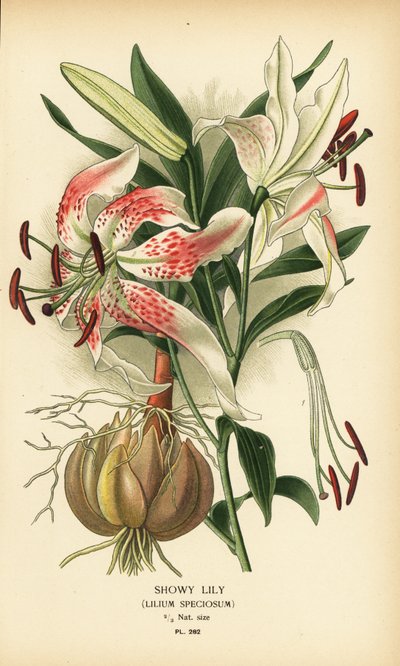 Lilium speciosum. Cromolitografia da un