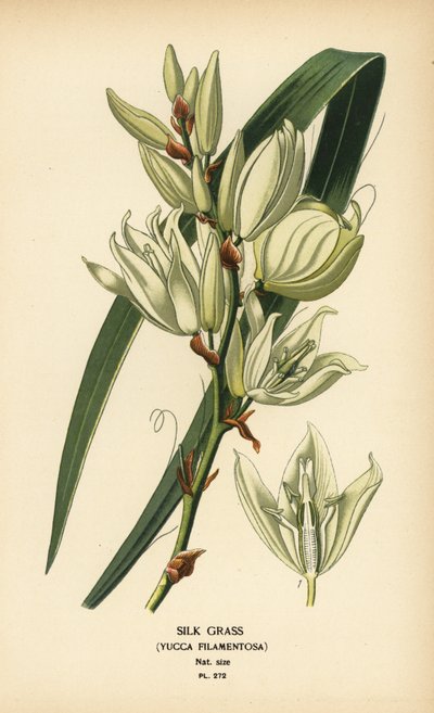 Erba di seta, Yucca filamentosa da Désiré Georges Jean Marie Bois