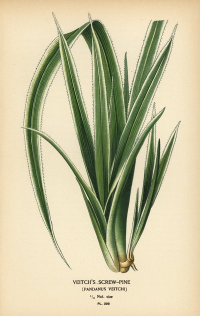 Pandanus tectorius (Pandanus veitchii). Cromolitografia da un