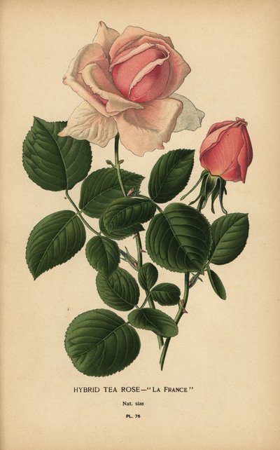 Ibrido di rosa tea, La France, Rosa × odorata da Désiré Georges Jean Marie Bois