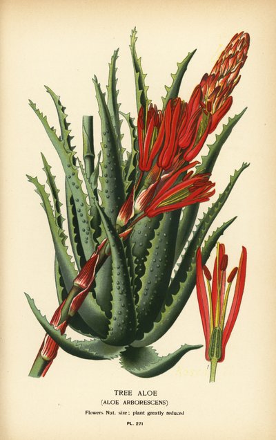 Aloe arboreo, Aloe arborescens da Désiré Georges Jean Marie Bois