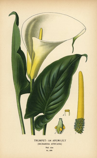 Giglio trombetta, giglio arum o giglio Calla, Zantedeschia aethiopica da Désiré Georges Jean Marie Bois