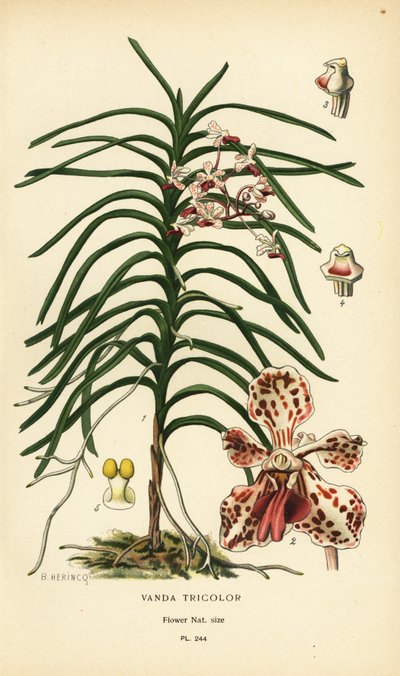 Orchidea Vanda tricolor. Cromolitografia da un